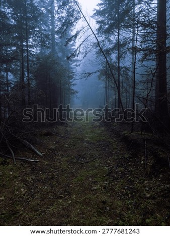 Foggy forest path with dark trees and moody atmosphere