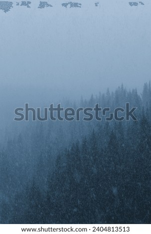 Foggy Forest Pine Trees Moody Snow Falling Winter Landscape. Dark Blue Dusk Heavy Snowfall.