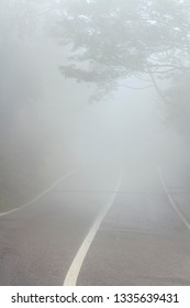 Foggy Forest Road