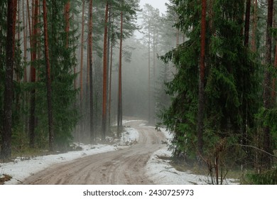 Foggy forest road in early spring with melting snow in Latvia - Powered by Shutterstock