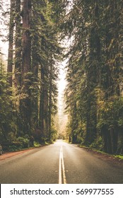 Foggy Forest Road Trip Vertical Photo. California Redwood Forest, United States Of America.