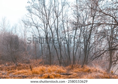 Similar – Image, Stock Photo Leafless tree in foggy valley