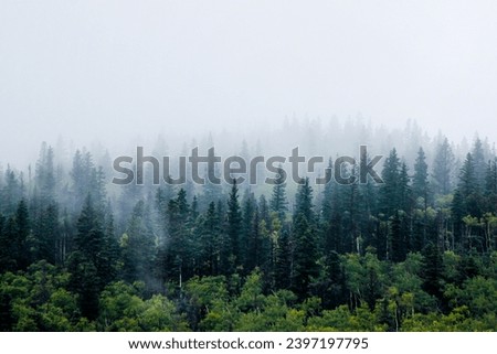 Foggy forest with sharp pine and blue spruce trees.