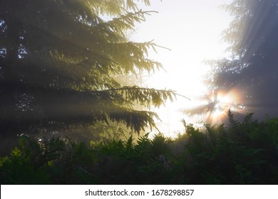 Foggy Forest Sun Rays See Through.