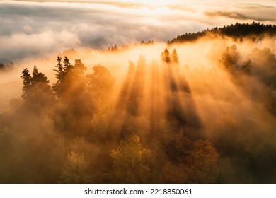 Foggy forest with sun rays. Top view from drone of mountain valley in low clouds. Aerial view of mountain peak with green trees in fog