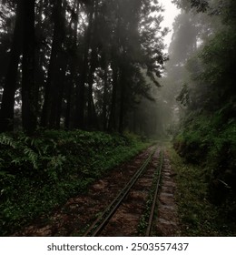 Foggy forest with train tracks
