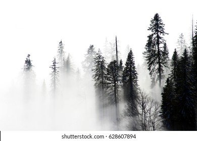 foggy forest trees