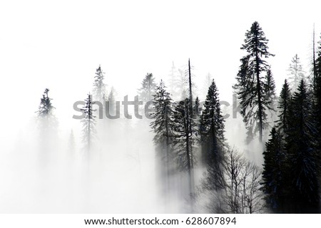 foggy forest trees