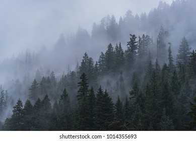 Foggy Forest Trees Of Oregon