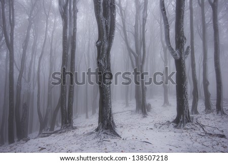 Foggy forest in winter