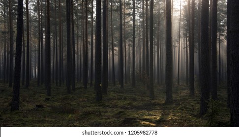 foggy forrest in a early morning in a october
