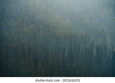 Foggy Forrest Texture With Pine And Spruce Trees Fading In The Mist