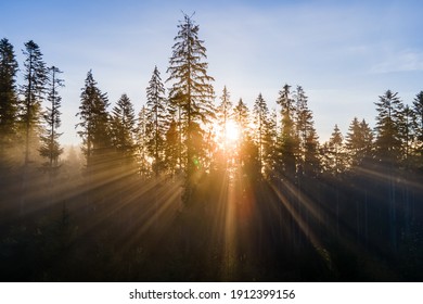 Foggy green pine forest with canopies of spruce trees and sunrise rays shining through branches in autumn mountains.