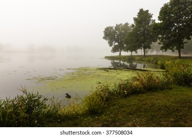 Foggy lake scene with swimming duck