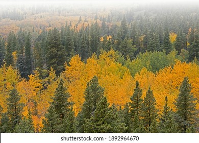 Foggy Landscape Of Autumn Aspens In Full Color, Peak To Peak Highway, Roosevelt National Forest, Rocky Mountains, Colorado, USA