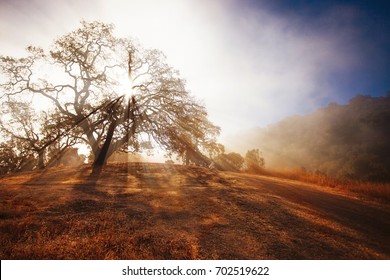 Foggy Landscape. County park. California - Powered by Shutterstock