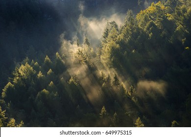 Foggy landscape. Misty foggy morning with sunrise in a valley of Bohemian Switzerland park. Detail of forest, landscape of Czech Republic, beautiful national park Bohemian Switzerland. - Powered by Shutterstock