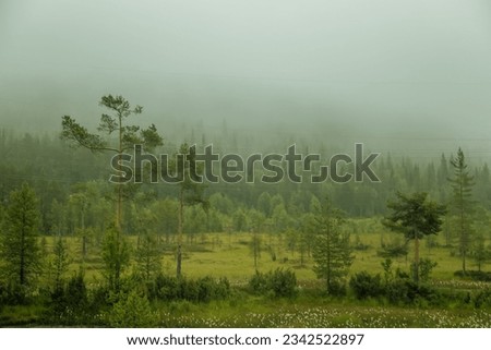 Foggy marsh landscape with fir trees and ordinary marsh vegetation. Fuzzy background, fog in the swamp, dusk.