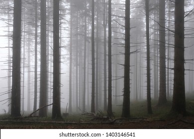 The Foggy And Misty Forest