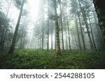 Foggy or misty forest scene. Autumn morning thick fog, moody atmosphere, ultra-wide, low-angle, no people.