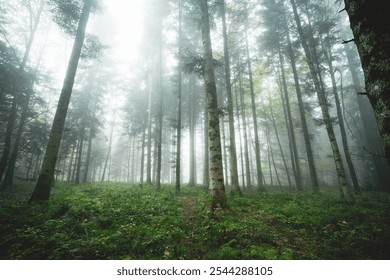 Foggy or misty forest scene. Autumn morning thick fog, moody atmosphere, ultra-wide, low-angle, no people. - Powered by Shutterstock