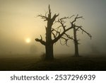 Foggy morning among the trees in the park