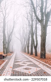 Foggy Morning In City Park