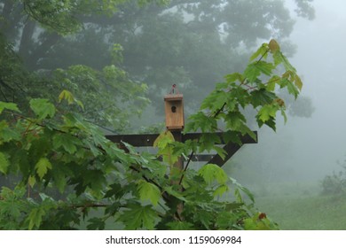 foggy morning in the country - Powered by Shutterstock