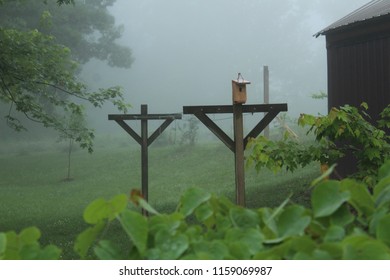 foggy morning in the country - Powered by Shutterstock