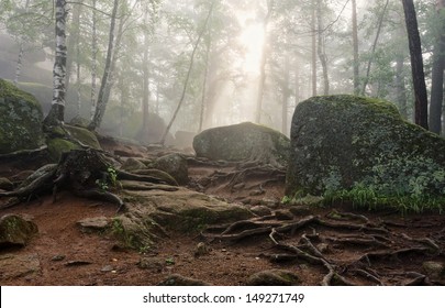 Foggy Morning In The Deep Forest