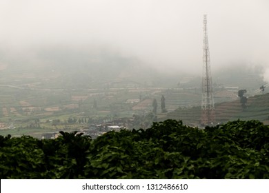 Foggy Morning In Dieng, Kabut. 