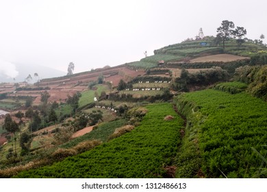 Foggy Morning In Dieng, Kabut. 