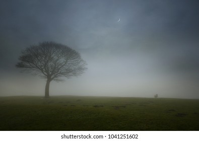 Foggy morning in England.. "Lonely sheep"
