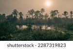 Foggy Morning in the Everglades Swamp | Big Cypress National Preserve, Florida, USA