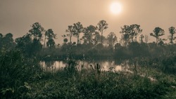 Foggy Morning In The Everglades Swamp | Big Cypress National Preserve, Florida, USA