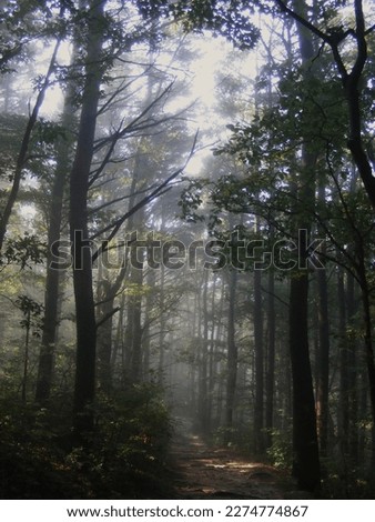Foggy morning in the forests of  Wisconsin hiking the Ice age national scenic trail. The Ice Age Trail is a National Scenic Trail stretching 1,200 miles in the state of Wisconsin in the United States