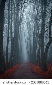A foggy morning into the woods - Shutterstock ID 2083888861