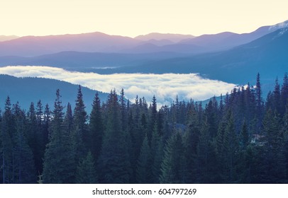 Foggy morning landscape with mountain range and fir forest in hipster vintage retro style - Shutterstock ID 604797269