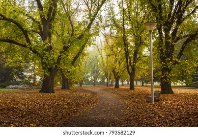 Foggy Morning Local Park Autumn Leaves Melbourne City Path Gardens 