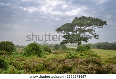 A foggy morning at the lone pine tree at Bratley View in the New Forest