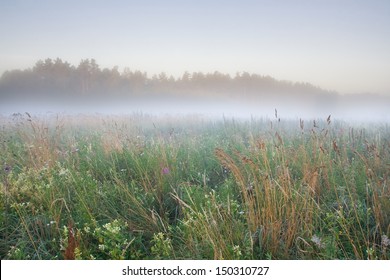 Foggy Morning Meadow. Landscape