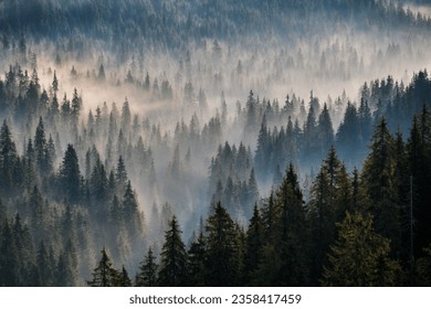 Foggy morning over the dense pine woodland in the mountains of Romania - Powered by Shutterstock