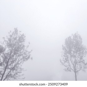 A foggy morning scene featuring a couple tree, creating a sense of tranquility and peace. - Powered by Shutterstock