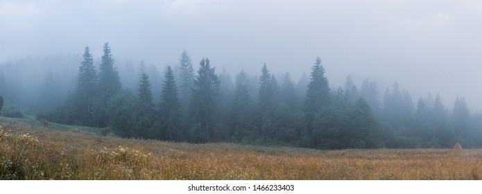 Foggy morning spruce forest at Carpathian mountains. Misty panorama of fir forest.