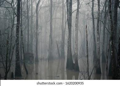 foggy morning in a swamp