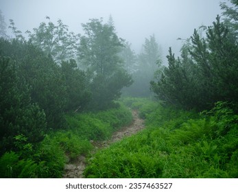 foggy mountain hiking trail in cold autumn. adventure in nature - Shutterstock ID 2357463527