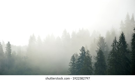 Foggy Mountain Landscape With Fir Forest.