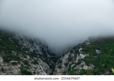 Foggy mountainous landscape with green vegetation and pine trees. - Powered by Shutterstock