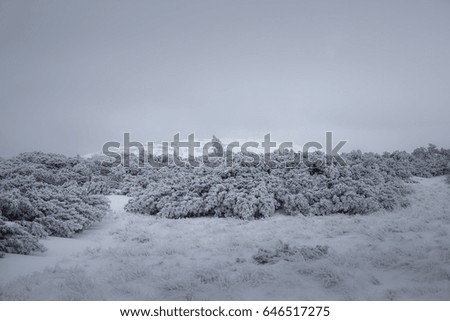 Similar – Foto Bild Winterfreuden Eis Frost