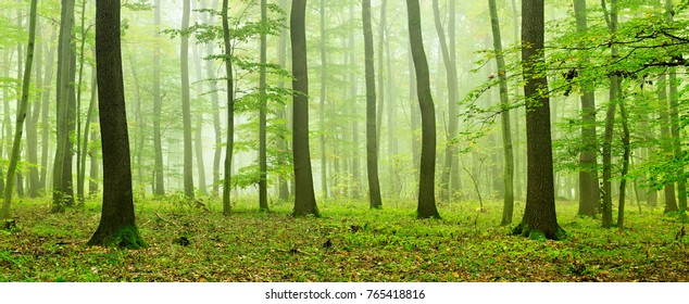Foggy Natural Forest Of Oak And Beech Trees